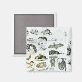 Cheiroptera, Insectivora Magneet (Voorkant / Achterkant)