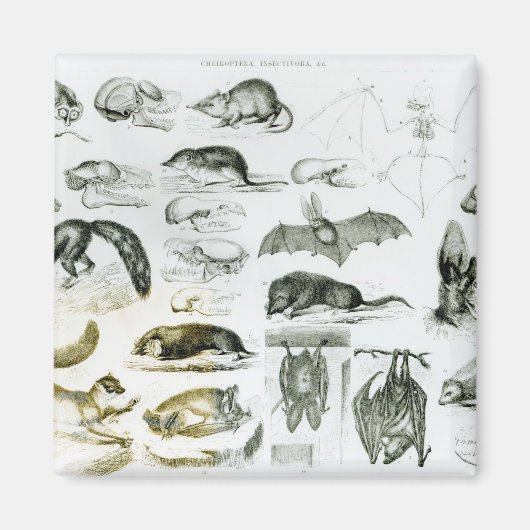 Cheiroptera, Insectivora Magneet (Voorkant)