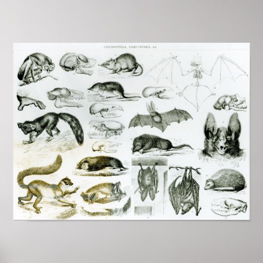 Cheiroptera, Insectivora Poster (Voorkant)