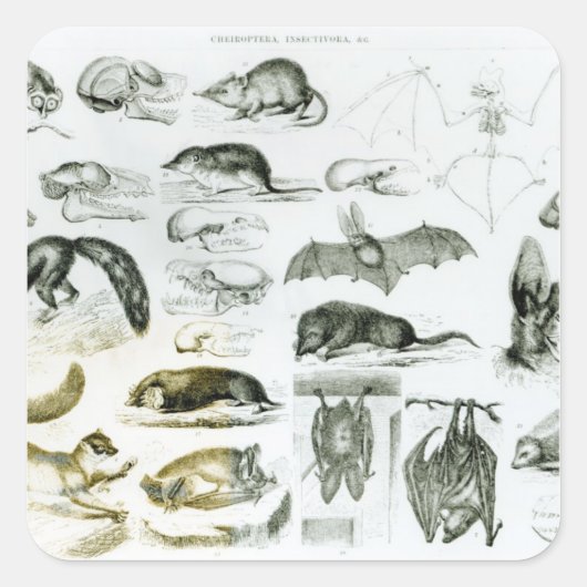 Cheiroptera, Insectivora Vierkante Sticker (Voorkant)