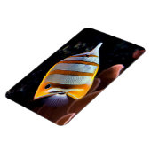 Chelmon rostratus magneet (Linkerzijde)