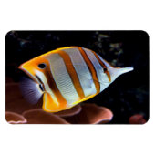 Chelmon rostratus magneet (Horizontaal)