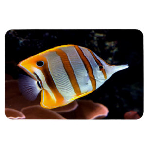 Chelmon rostratus magneet