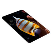 Chelmon rostratus magneet (Rechterzijde)