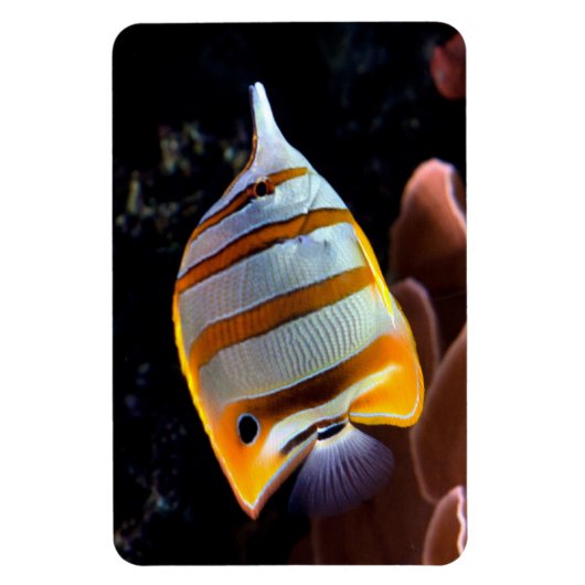 Chelmon rostratus magneet (Verticaal)