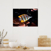 Chelmon rostratus poster (Keuken)