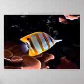 Chelmon rostratus poster (Voorkant)