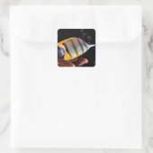 Chelmon rostratus vierkante sticker (Tas)