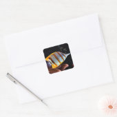 Chelmon rostratus vierkante sticker (Envelop)