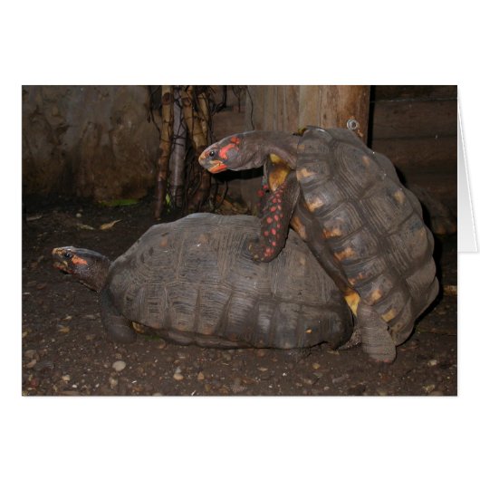 Chelonoidis carbonaria (Voorkant Horizontaal)