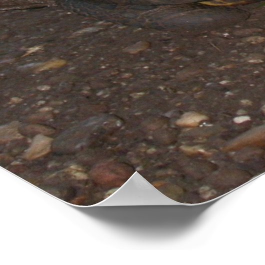 Chelonoidis carbonaria poster (Hoek)