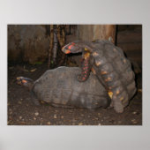 Chelonoidis carbonaria poster (Voorkant)