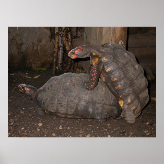 Chelonoidis carbonaria poster (Voorkant)