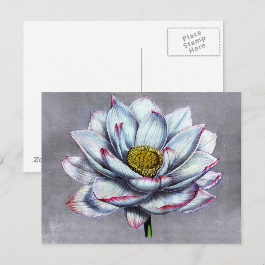  chemicaliën Indische Lotus Flower Briefkaart (Voorkant / Achterkant)