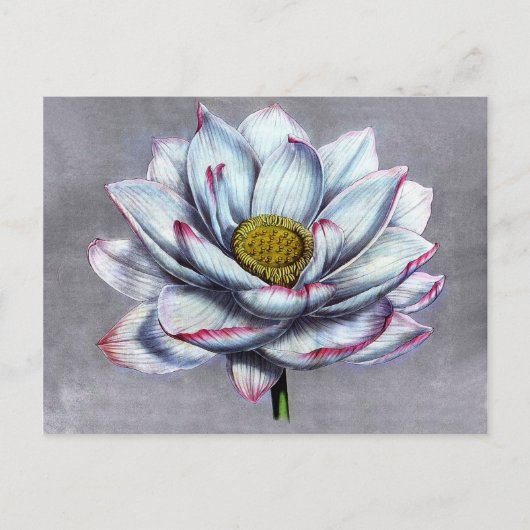  chemicaliën Indische Lotus Flower Briefkaart (Voorkant)