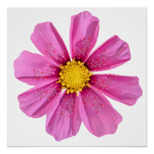 Chemie Bloem Wetenschap Klaslokaal Muur Decor Perfect Poster