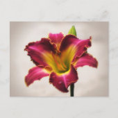 Cherokee Heritage Daylily Briefkaart (Voorkant)