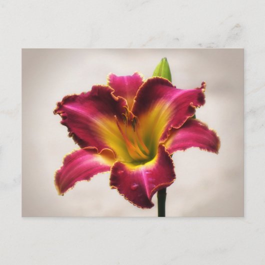 Cherokee Heritage Daylily Briefkaart (Voorkant)