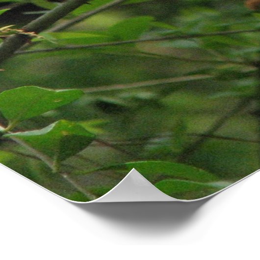 Cherokee Old Climate Roos Poster (Hoek)