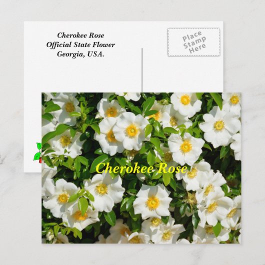 Cherokee Roos Briefkaart (Voorkant / Achterkant)