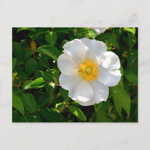 Cherokee Roos Flower Briefkaart