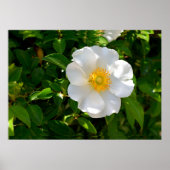 Cherokee Roos Flower Poster (Voorkant)