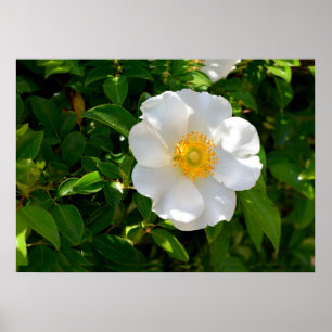 Cherokee Roos Flower Poster