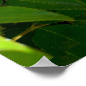 Cherokee Roos Flower Poster (Hoek)