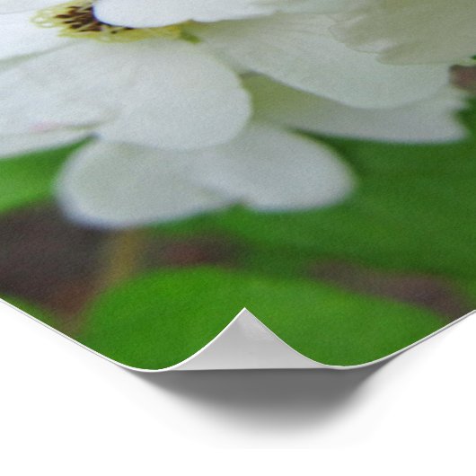 Cherokee Roos Foto Poster (Hoek)