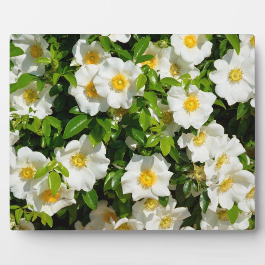 Cherokee Roos Official State Flower Georgia, Veren Fotoplaat (Voorkant)