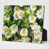 Cherokee Roos Official State Flower Georgia, Veren Fotoplaat (Zijkant)