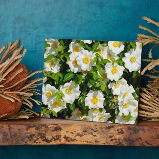 Cherokee Roos Official State Flower Georgia, Veren Fotoplaat (Zijkant)