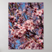 Cherries Jubilee (1) Poster (Voorkant)