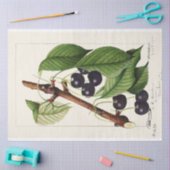 Cherries van William Henry Prestele Tissuepapier (Craft)