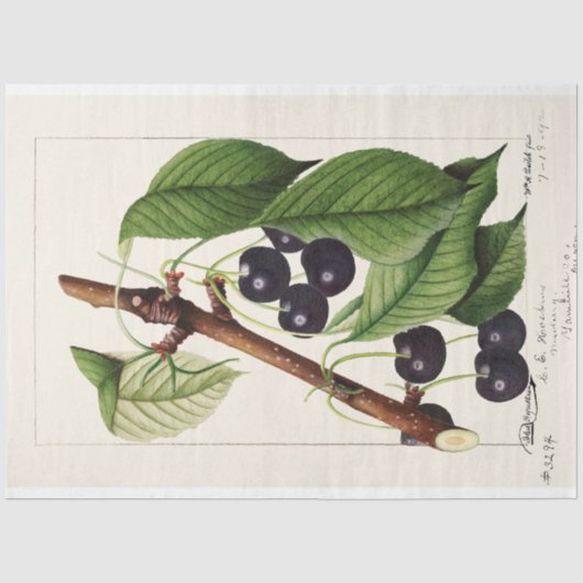 Cherries van William Henry Prestele Tissuepapier (Voorkant)