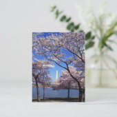 Cherry-bloesem in Washington DC Briefkaart (Staand voorkant)