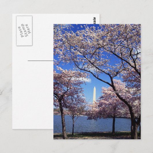 Cherry-bloesem in Washington DC Briefkaart (Voorkant / Achterkant)