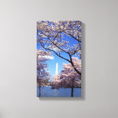 Cherry-bloesem in Washington DC Canvas Afdruk (Voorkant)