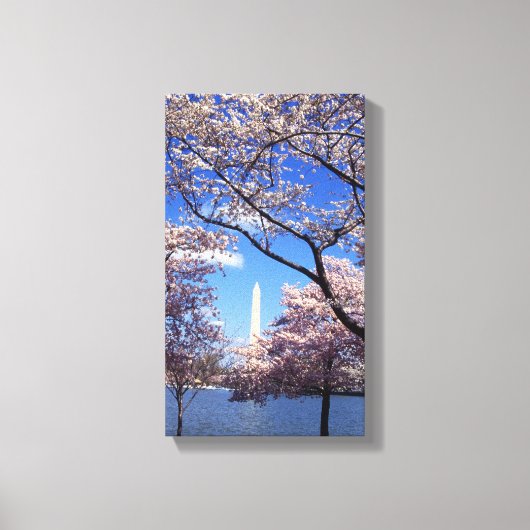 Cherry-bloesem in Washington DC Canvas Afdruk (Voorkant)