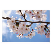 Cherry-bloesems en lichtblauwe hemel foto afdruk (Voorkant)