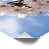 Cherry-bloesems en lichtblauwe hemel foto afdruk (Hoek)