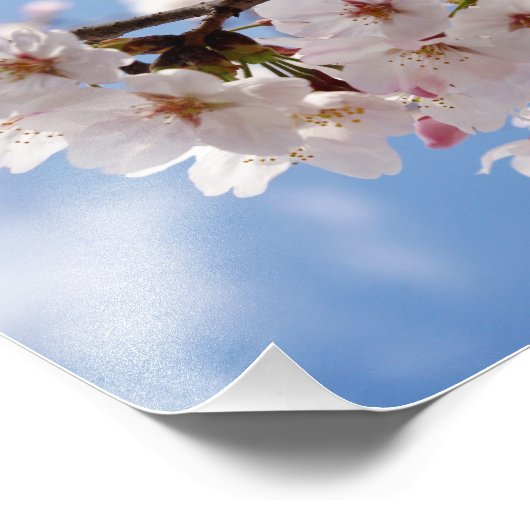 Cherry-bloesems en lichtblauwe hemel foto afdruk (Hoek)