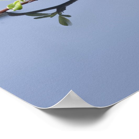 Cherry-bloesems op water poster (Hoek)