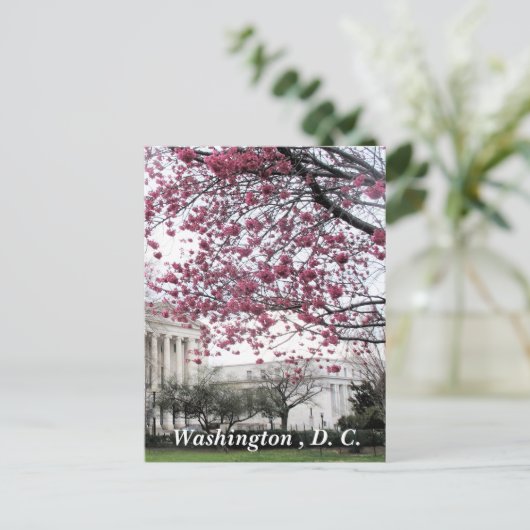 Cherry-bloesems. Washington, DC Briefkaart (Staand voorkant)