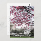 Cherry-bloesems. Washington, DC Briefkaart (Voorkant / Achterkant)