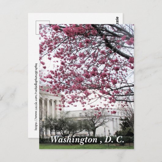 Cherry-bloesems. Washington, DC Briefkaart (Voorkant / Achterkant)