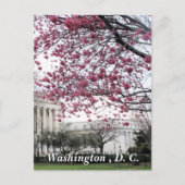 Cherry-bloesems. Washington, DC Briefkaart (Voorkant)