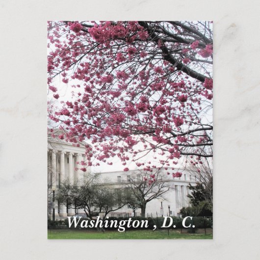 Cherry-bloesems. Washington, DC Briefkaart (Voorkant)