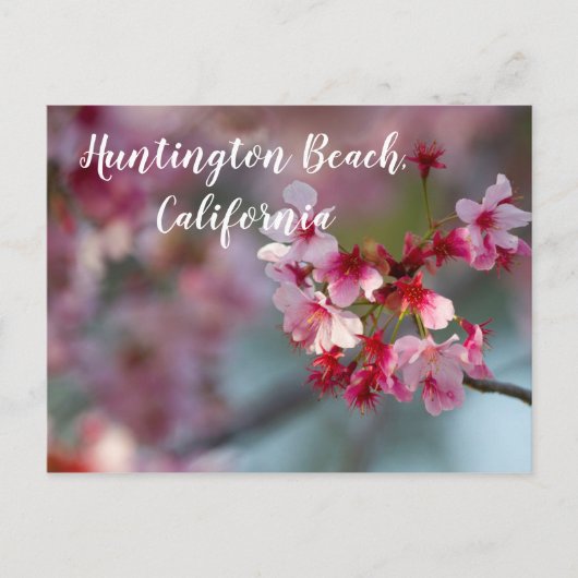 Cherry bloom in Huntington Beach, Californië Briefkaart (Voorkant)