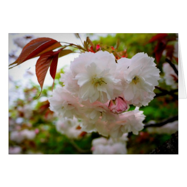 Cherry Blossom (Voorkant Horizontaal)